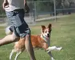 Dog Training Programs
